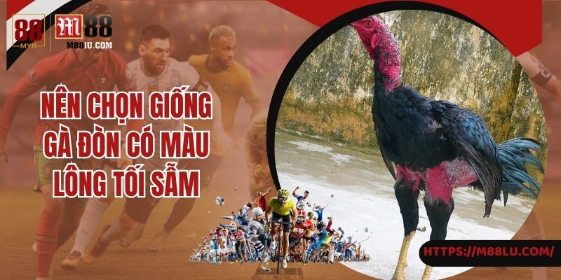 Bạn nên chọn giống gà đòn có màu lông tối đậm